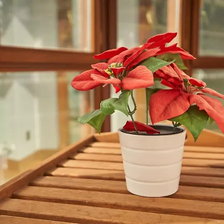 Apartament Bio Exclusivo Con Mirador En Y Aparcamiento Publico Gratuito *