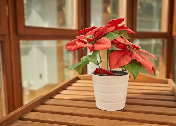 Apartment Bio Exclusivo Con Mirador En Y Aparcamiento Publico Gratuito *